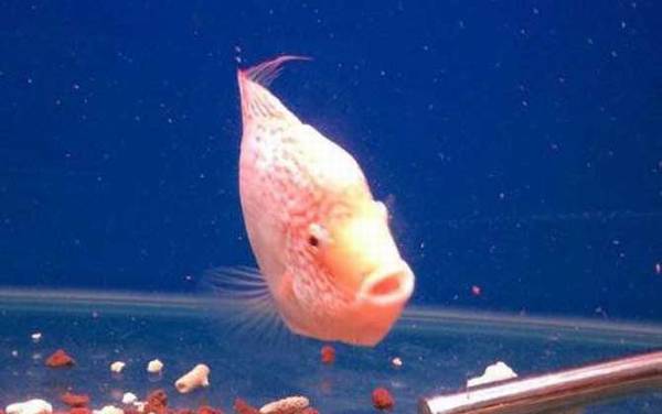 德萨斯罗汉鱼是什么鱼?