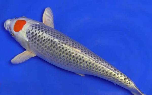 日本锦鲤是什么鱼?