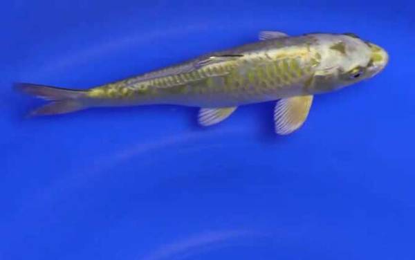 日本锦鲤是什么鱼?