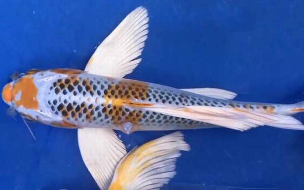 龙凤锦鲤是什么鱼?