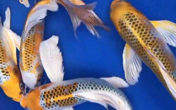 龙凤锦鲤是什么鱼?