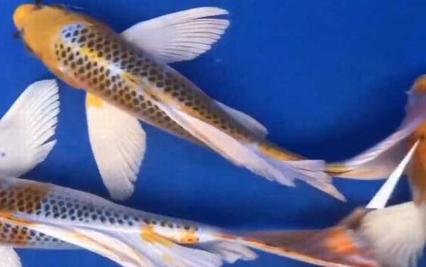 龙凤锦鲤是什么鱼?