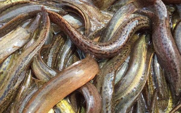 为什么放生泥鳅果报大?