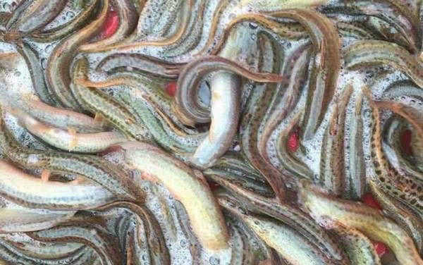 泥鳅在家里用清水能养吗?