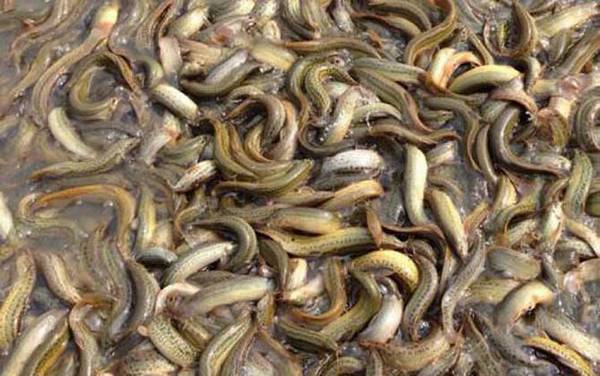 泥鳅能生吃吗?