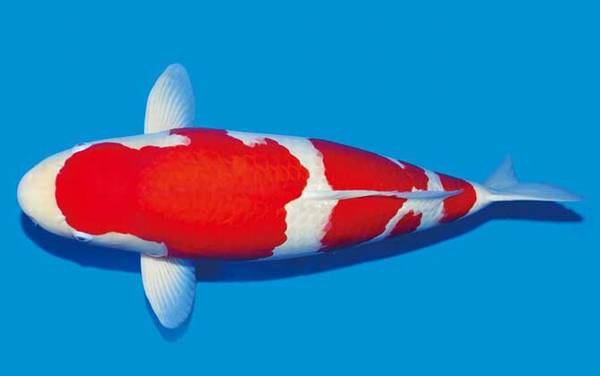 锦鲤品种及图片大全