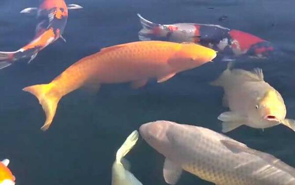 锦鲤鱼怎么养长得快?