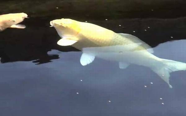 锦鲤鱼怎么养长得快?