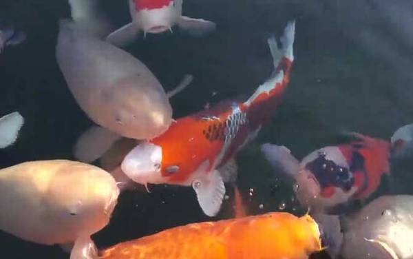 锦鲤鱼怎么养长得快?