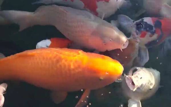 锦鲤鱼怎么养长得快?