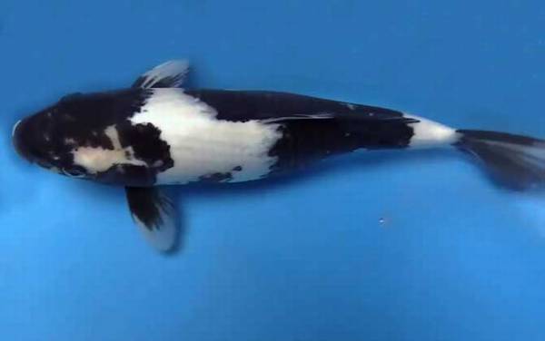 锦鲤鱼苗价格多少钱一条?