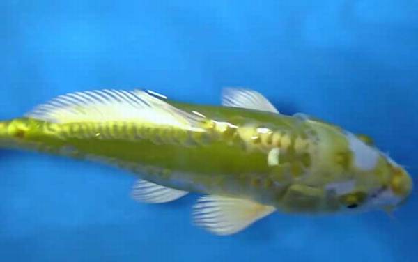 锦鲤鱼苗价格多少钱一条?