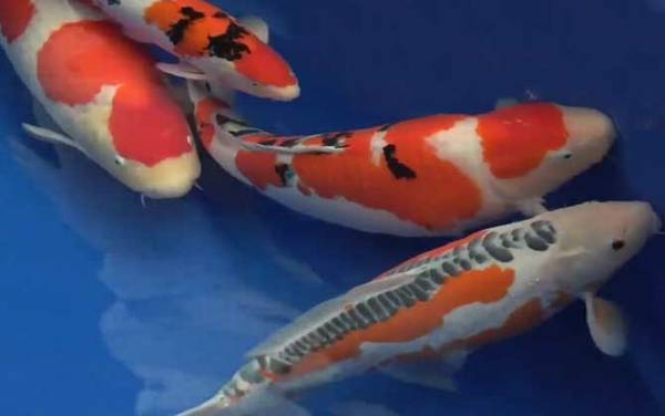 锦鲤鱼吃什么食物?