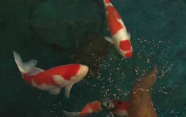 锦鲤是什么意思?