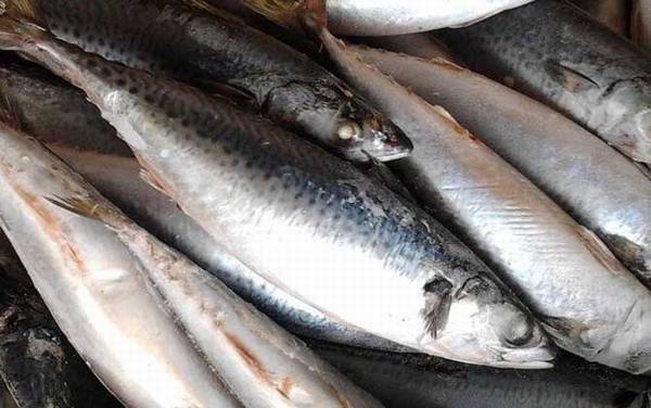 马鲛鱼是什么鱼?