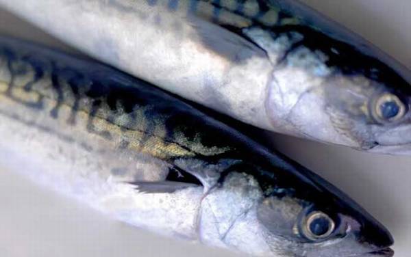 青花鱼是什么鱼?