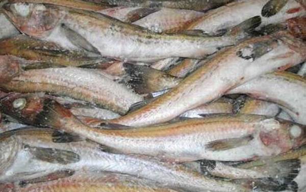 明太鱼是什么鱼?