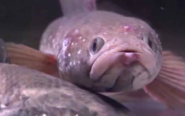 七星鱼价格多少钱一斤?