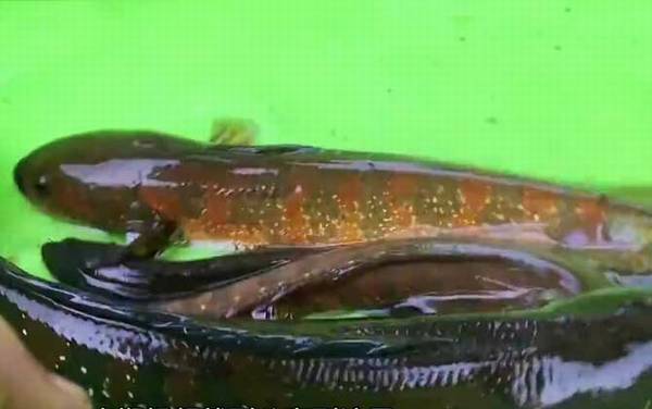 七星鱼价格多少钱一斤?