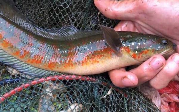 七星鱼价格多少钱一斤?