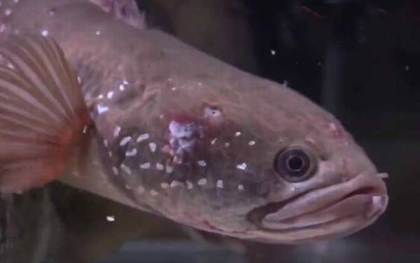 七星鱼苗价格多少钱一尾?