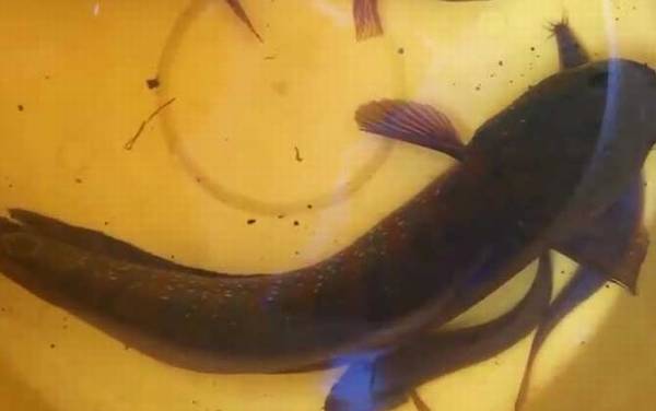 七星鱼苗价格多少钱一尾?