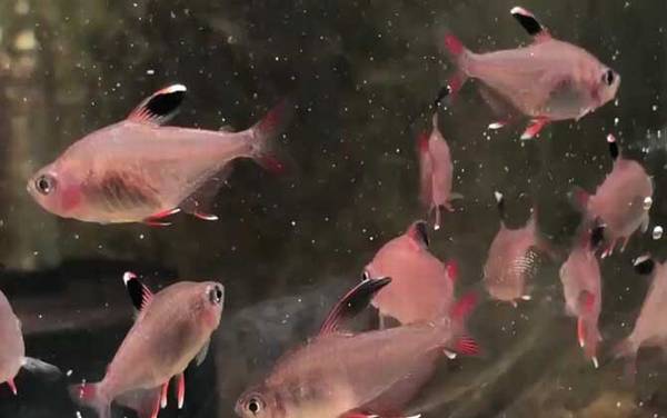 扯旗鱼是什么鱼?