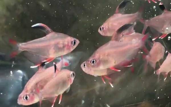 扯旗鱼是什么鱼?