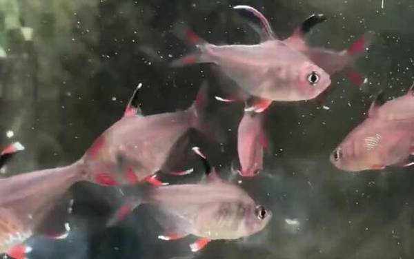 扯旗鱼是什么鱼?