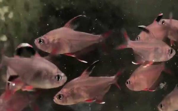 扯旗鱼是什么鱼?