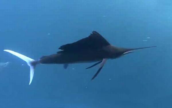 旗鱼价格多少钱一斤?