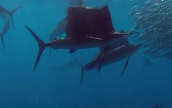 旗鱼价格多少钱一斤?