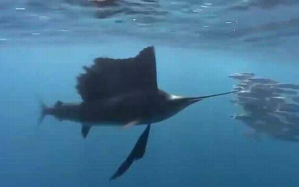 旗鱼价格多少钱一斤?