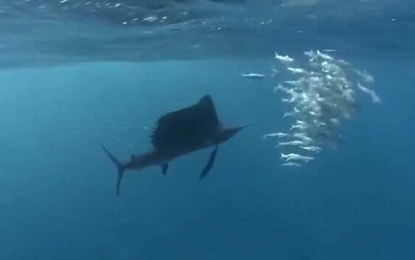 旗鱼价格多少钱一斤?