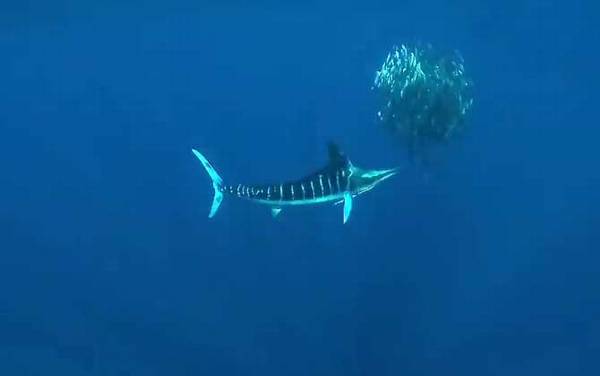 剑旗鱼是什么鱼?