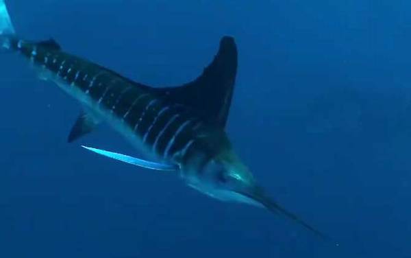 剑旗鱼是什么鱼?