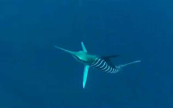 剑旗鱼是什么鱼?