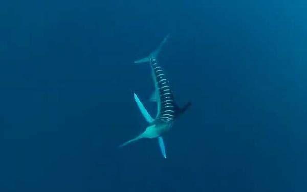 剑旗鱼是什么鱼?