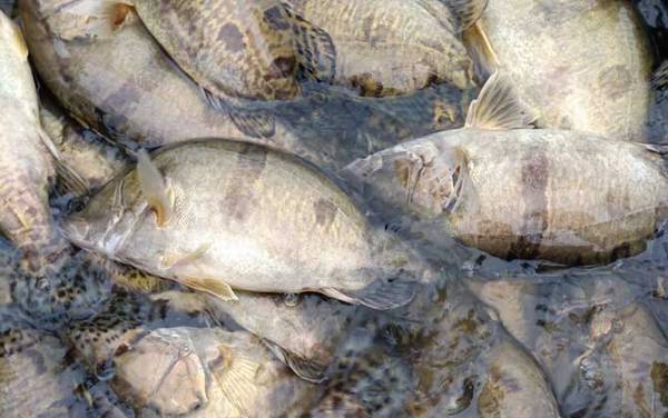 为什么市场上不卖清江鱼?