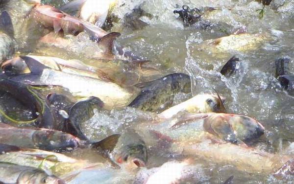 为什么市场上不卖清江鱼?