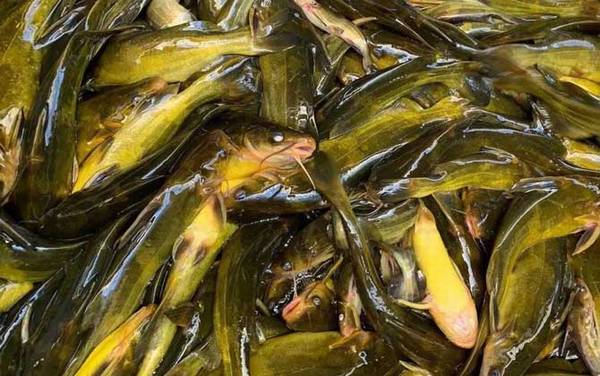 为什么市场上不卖清江鱼?