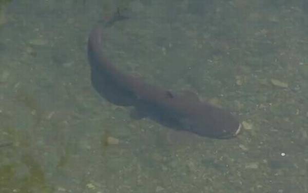 塘鲺鱼是什么鱼?