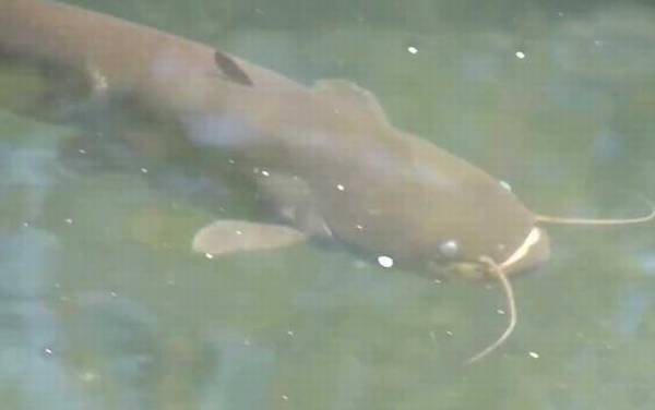 塘鲺鱼是什么鱼?