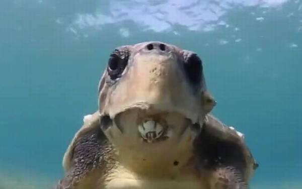 海龟是什么动物?