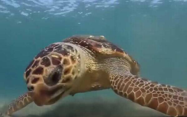 海龟是什么动物?