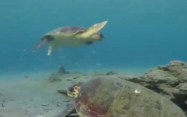 海龟是什么动物?