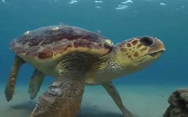 海龟是什么动物?