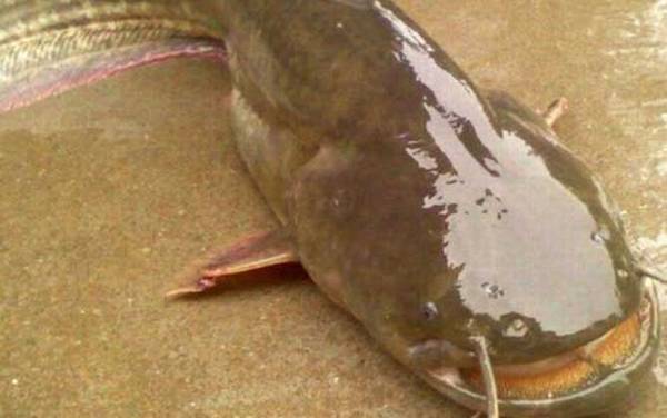 最大的塘鲺有多大?