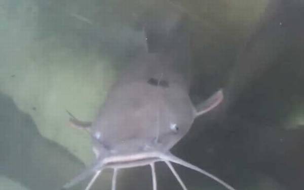 吃人塘鲺是真的吗?