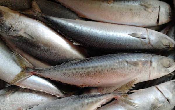 鲭鱼是什么鱼?
